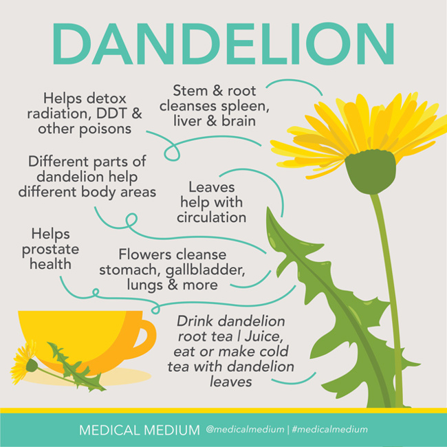 Dandelion: Powerful Cleanser