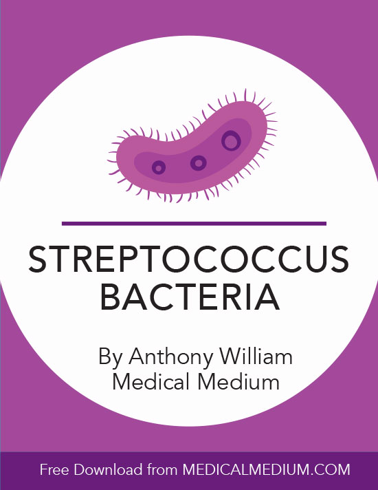 Streptococcus Bacteria